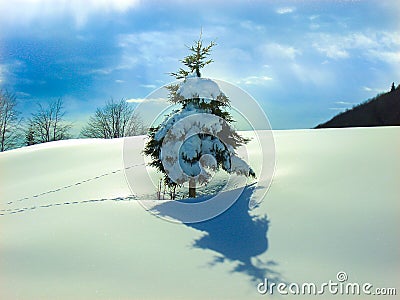 Single snow covered pine tree in blanket of smooth snow with footprints Stock Photo