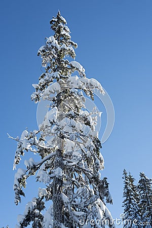 Single snow covered tree against deep blue sky Stock Photo