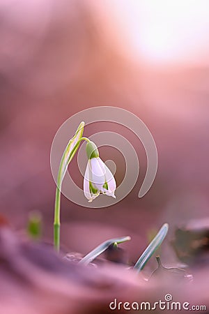 Single snowdrop growing in spring forest at sunrise with copy space Stock Photo