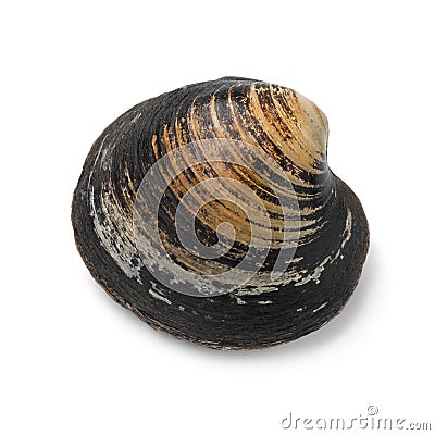 Single spisula solida, surf clam Stock Photo