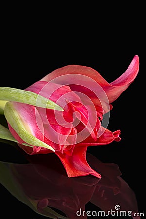 Single spring flower of red tulip isolated on black background, mirror reflection Stock Photo