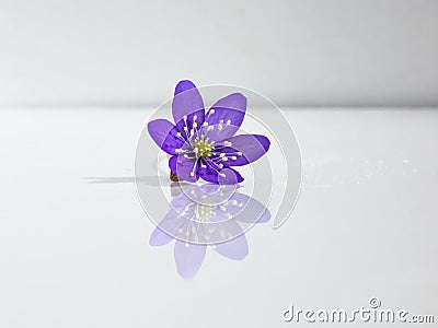 Single spring wildflower Anemone hepatica - Liverwort on white background Stock Photo