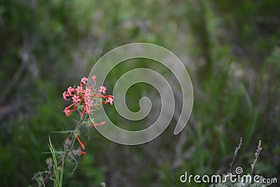 Red Skyrocket flower Scarlet Gilia Ipomopsis aggregata Stock Photo