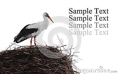 Single standing stork in her nest in spring season Stock Photo