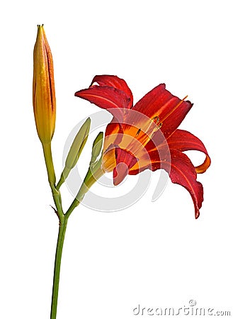 Single stem and buds plus red and yellow flower of a daylily iso Stock Photo