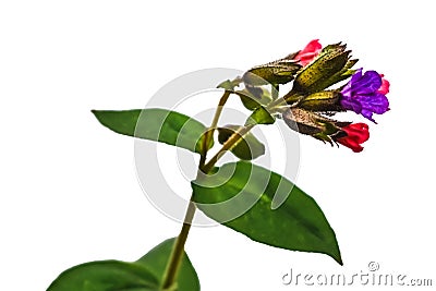 A single stem of a lungwort with an inflorescence of pink and purple flowers Stock Photo