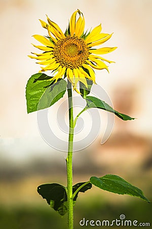 Single stem sunflower Stock Photo