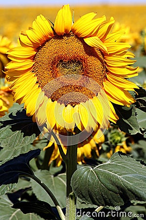 Single sunflower Stock Photo