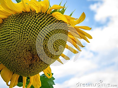 single sunflower blue sky background Stock Photo