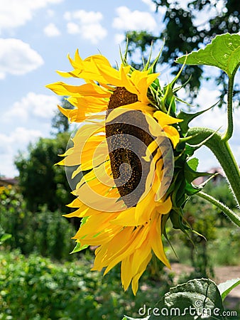 single sunflower blue sky background Stock Photo