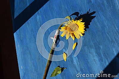 A single sunflower, symbol of Ukraine, on a blue wooden background, its stem tied with medical bandage. Antiwar concept. Stock Photo