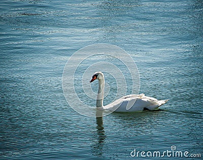 Single swan bird on water surface Stock Photo