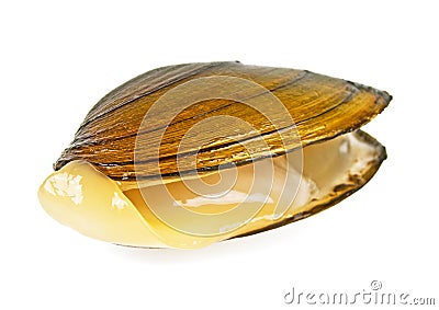 Single swan mussel on white background Stock Photo