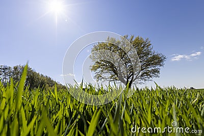 A single tall oak in a field with green grass Stock Photo