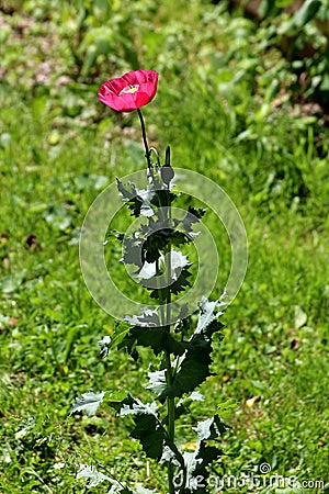 Single tall Opium poppy or Papaver somniferum annual flowering plant with fully open blooming red flower surrounded with uncut Stock Photo