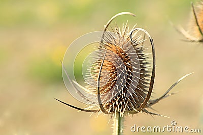 Single teasel head in the autumn Stock Photo