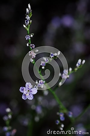 Single tiny purple flower with dark background Stock Photo