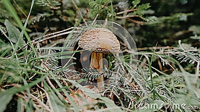 Single toxic and hallucinogen panther fly agaric with grey cap stands in forest. Wild poisonous mushroom on natural Stock Photo