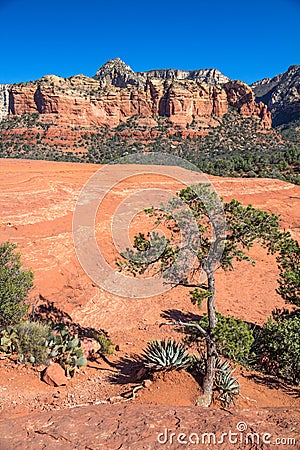 Single tree, aloe plants and red rock with copy space Stock Photo