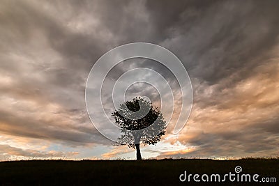 Single tree with amazing colourful and texture clouds in background Stock Photo