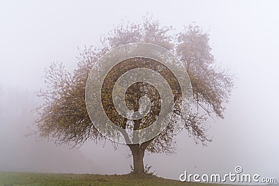 Single tree in the autumn mist Stock Photo