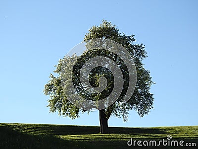 A single tree on the bottom of a green grass field Stock Photo