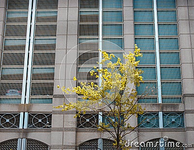 Single tree in front of industrial facade in Charlotte, Noth Carolina, USA Stock Photo