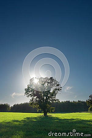 Single tree, greenfield and forest Stock Photo