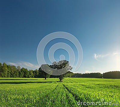 Single tree, greenfield and forest Stock Photo