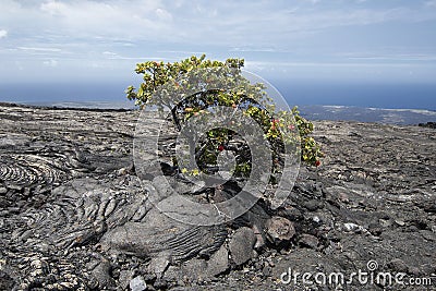 Single tree growing through crack in old lava flow. Big Island Hawaii Stock Photo