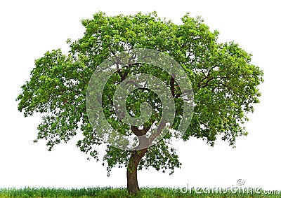 SINGLE TREE GROWN WIDE WITH GREEN LEAFS Stock Photo