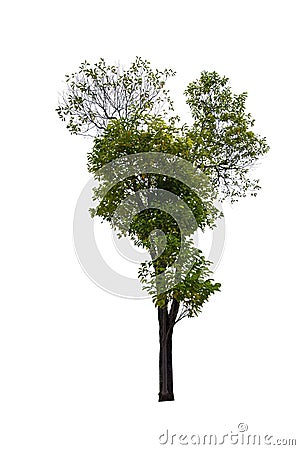 single tree isolated on white background with clipping path Stock Photo