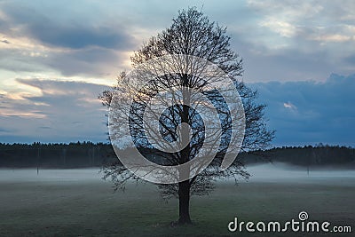 Tree on a meadow in Mazowsze region of Poland Stock Photo