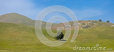 Single tree in the middle of hill side meadow in California countryside Stock Photo