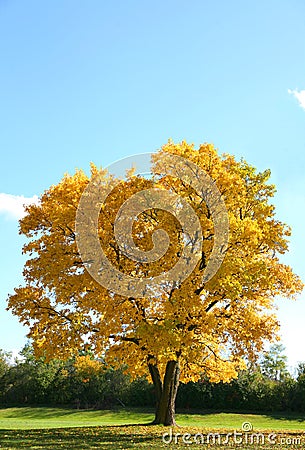 Single Tree in Outdoor Park Stock Photo