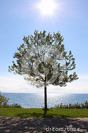 Single tree and a sparkling blue lake Stock Photo