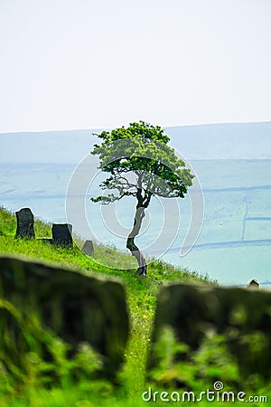 Single tree and stile at Wycoller Counrty Park Stock Photo