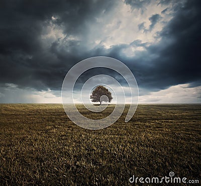 Single tree and storm clouds Stock Photo