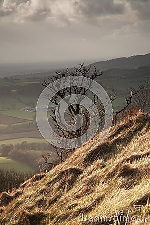 Single tree, Sutton Bank Stock Photo