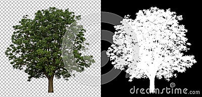 Single tree on transparent picture background with clipping path, single tree with clipping path and alpha channel on black Stock Photo