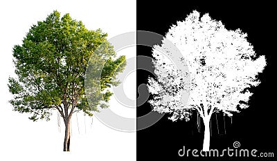 Single tree on transparent picture background with clipping path, single tree with clipping path and alpha channel on black Stock Photo