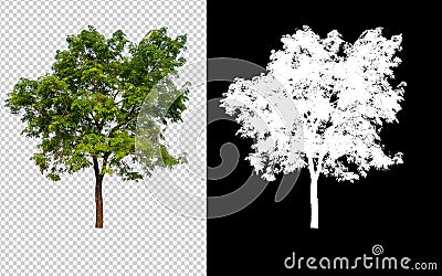 Single tree on transparent picture background with clipping path, single tree with clipping path and alpha channel on black Stock Photo