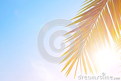 Single tropical palm leaf on branch without fruits. Pollution free nature concept. Banana republic background. Stock Photo