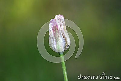 Single tulip plant with closed white to violet tepals starting to dry and shrivel growing in local garden Stock Photo