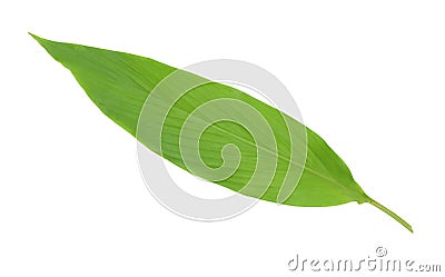 Single Turmeric leaves (curcumin) isolated on a white background clipping path. Stock Photo