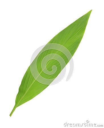 Turmeric leaves (curcumin) isolated on a white background clipping path Stock Photo