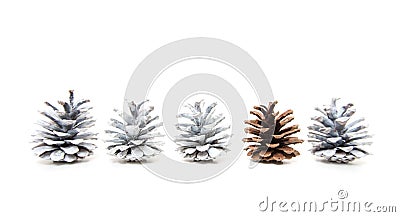 Single unpainted fir cone within several white painted cones Stock Photo