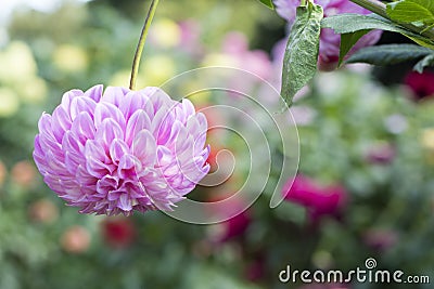 Single Upside Down Bracken Sequel Dahlia Flower with Flower Back Stock Photo