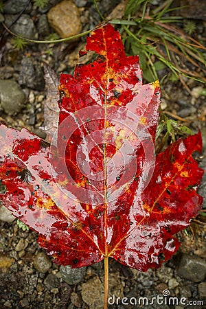Single, vibrant, red maple leaf on the ground, northern Maine. Stock Photo