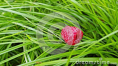 Single vibrant red raspberry closeup Stock Photo